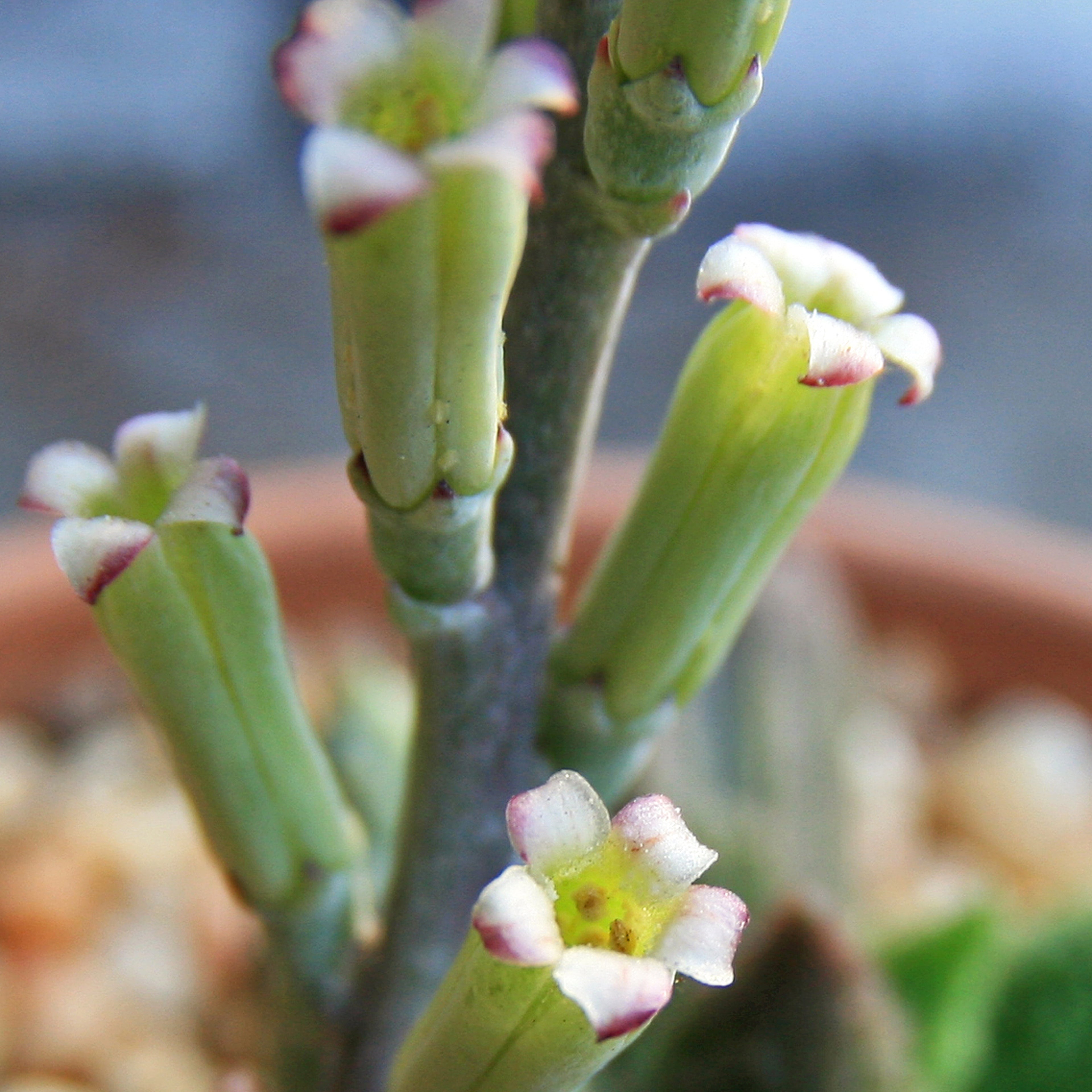 Adromischus marianae herrei