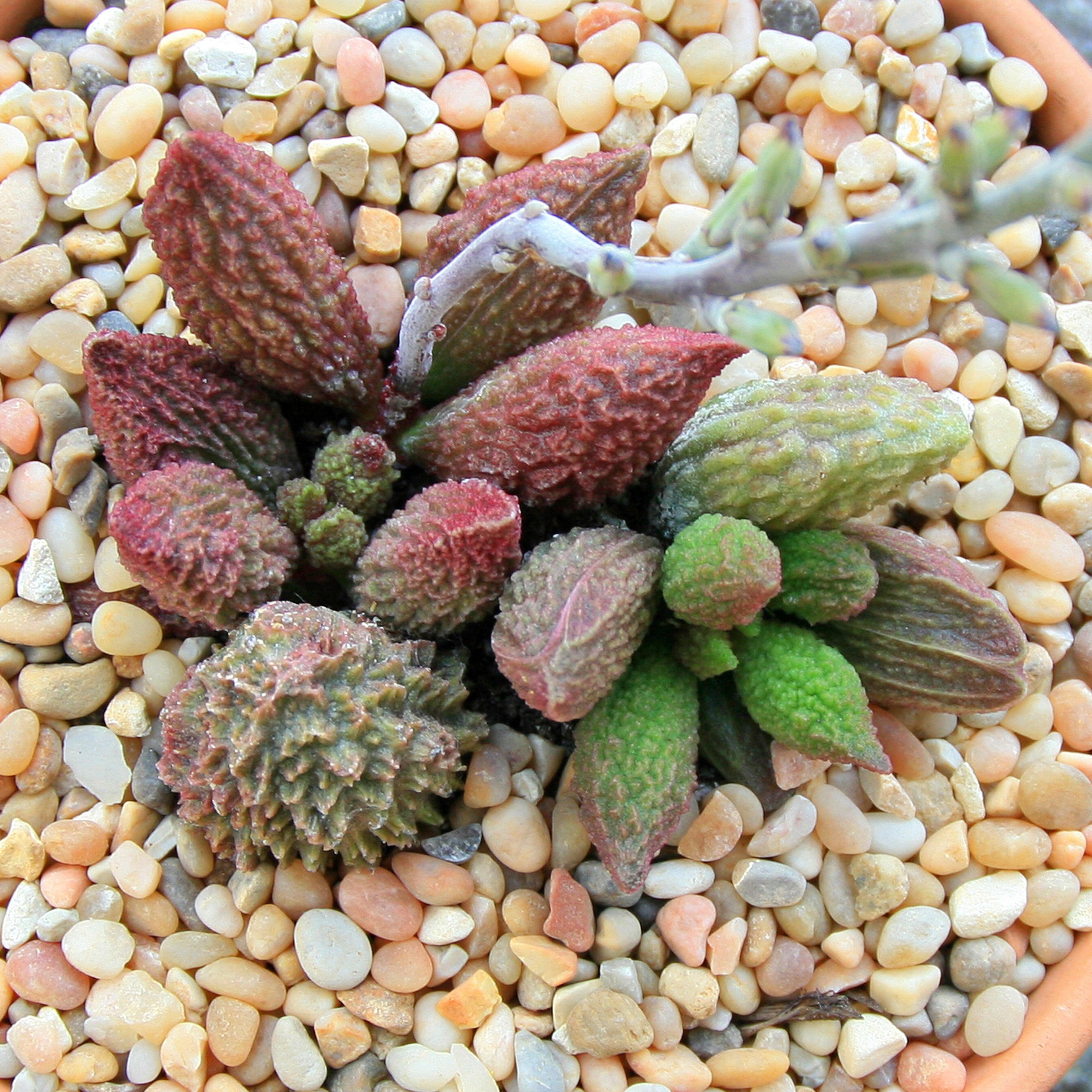 Adromischus marianae herrei