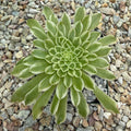 Aeonium emerald ice variegated