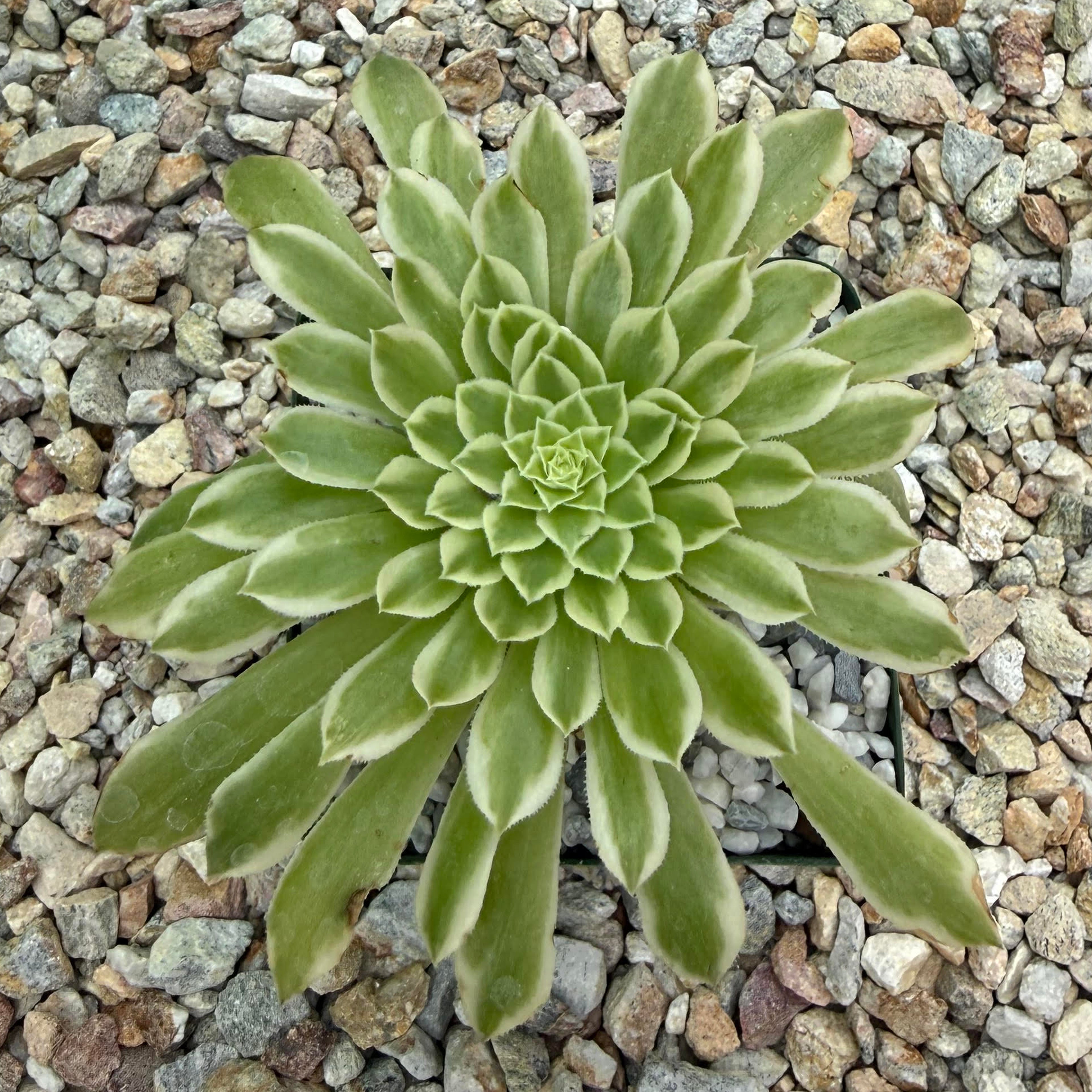 Aeonium emerald ice variegated