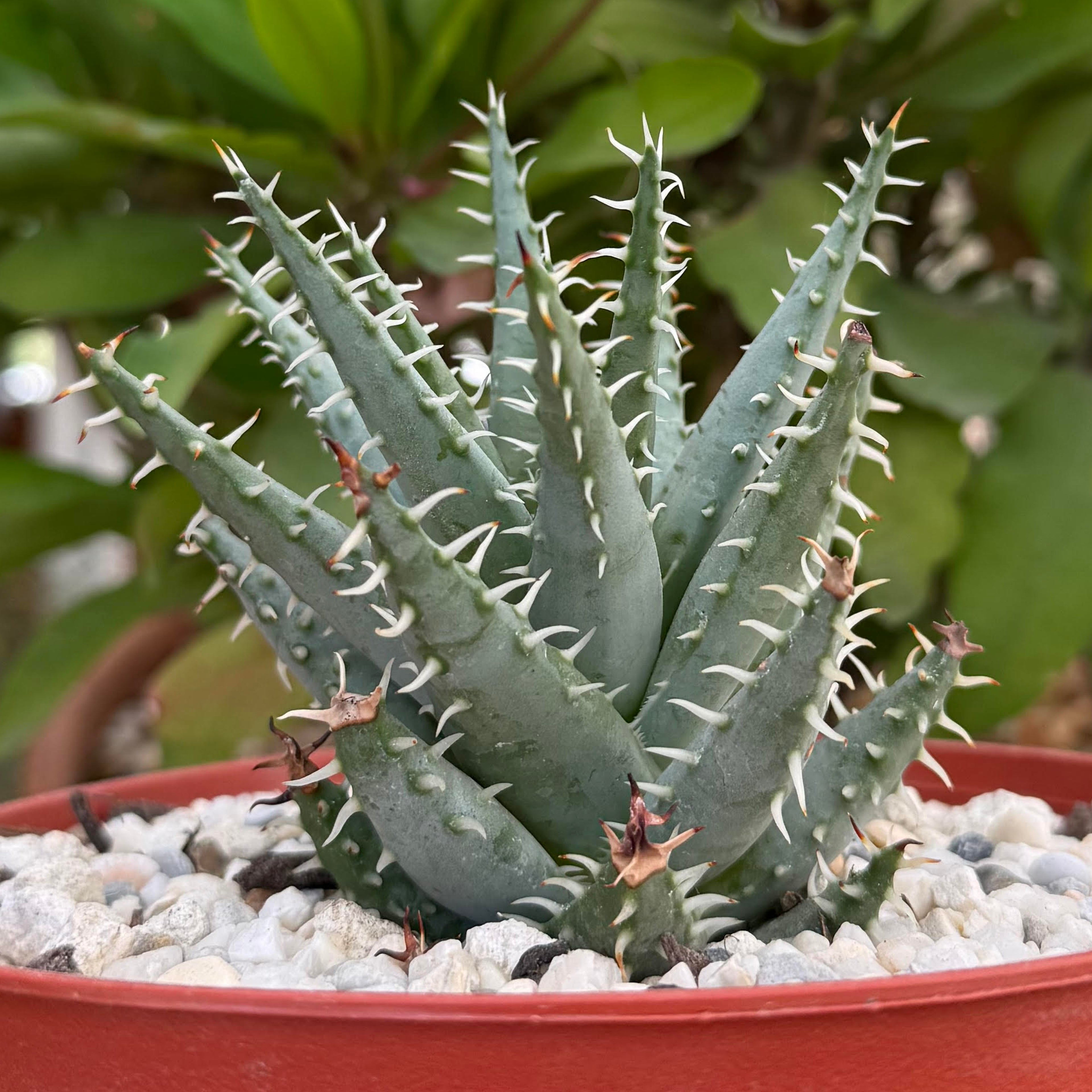 Aloe erinacea