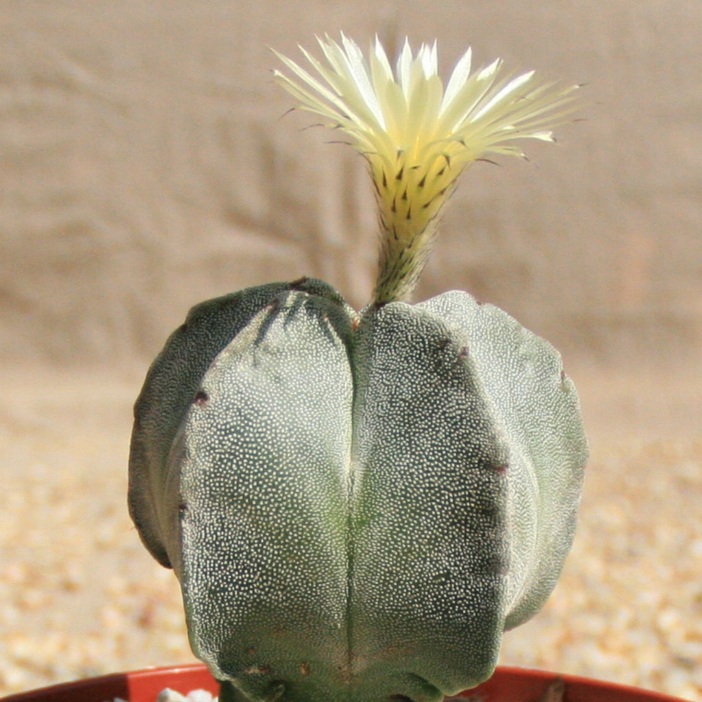 Astrophytum myriostygma
