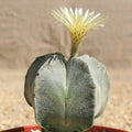 Astrophytum myriostygma