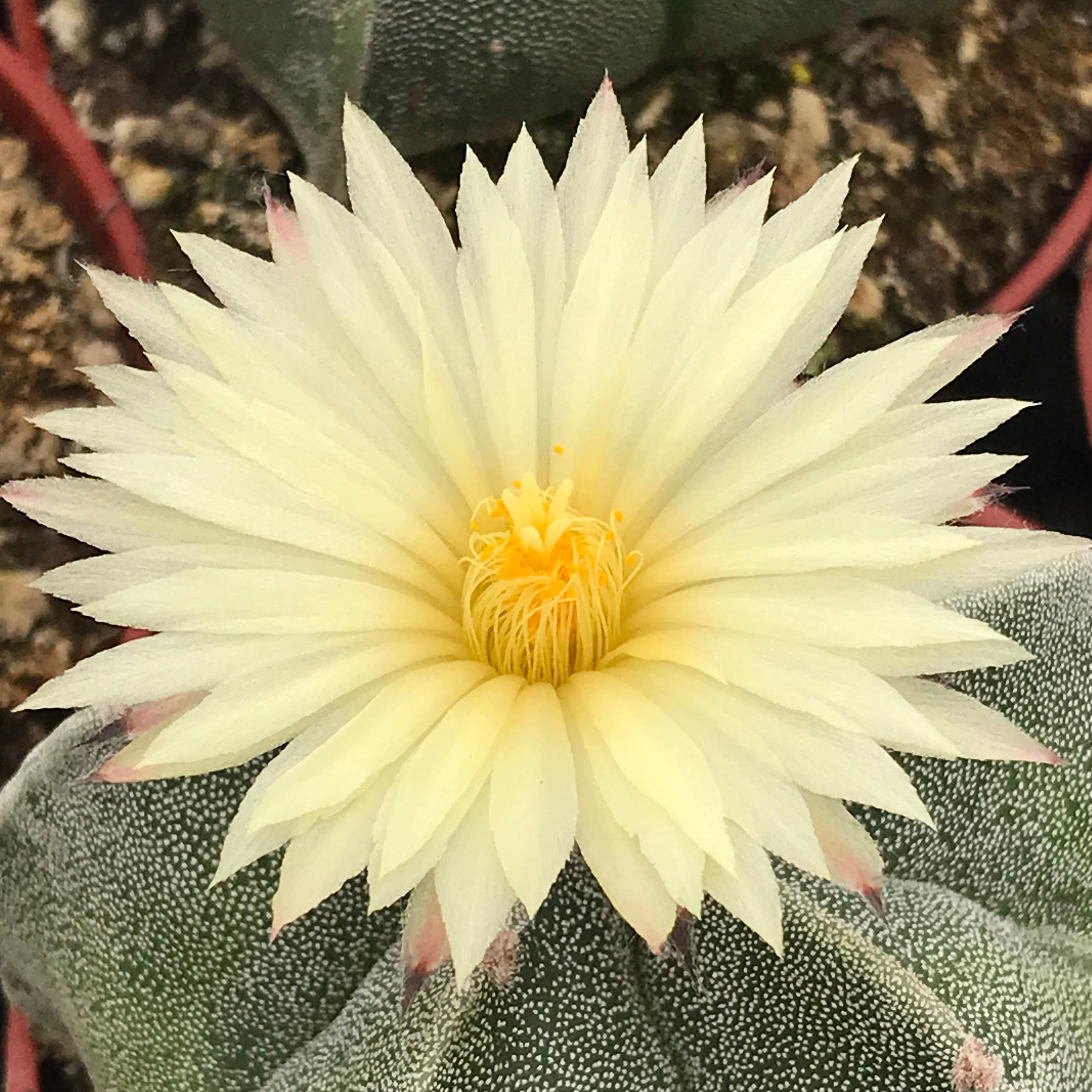 Astrophytum myriostygma
