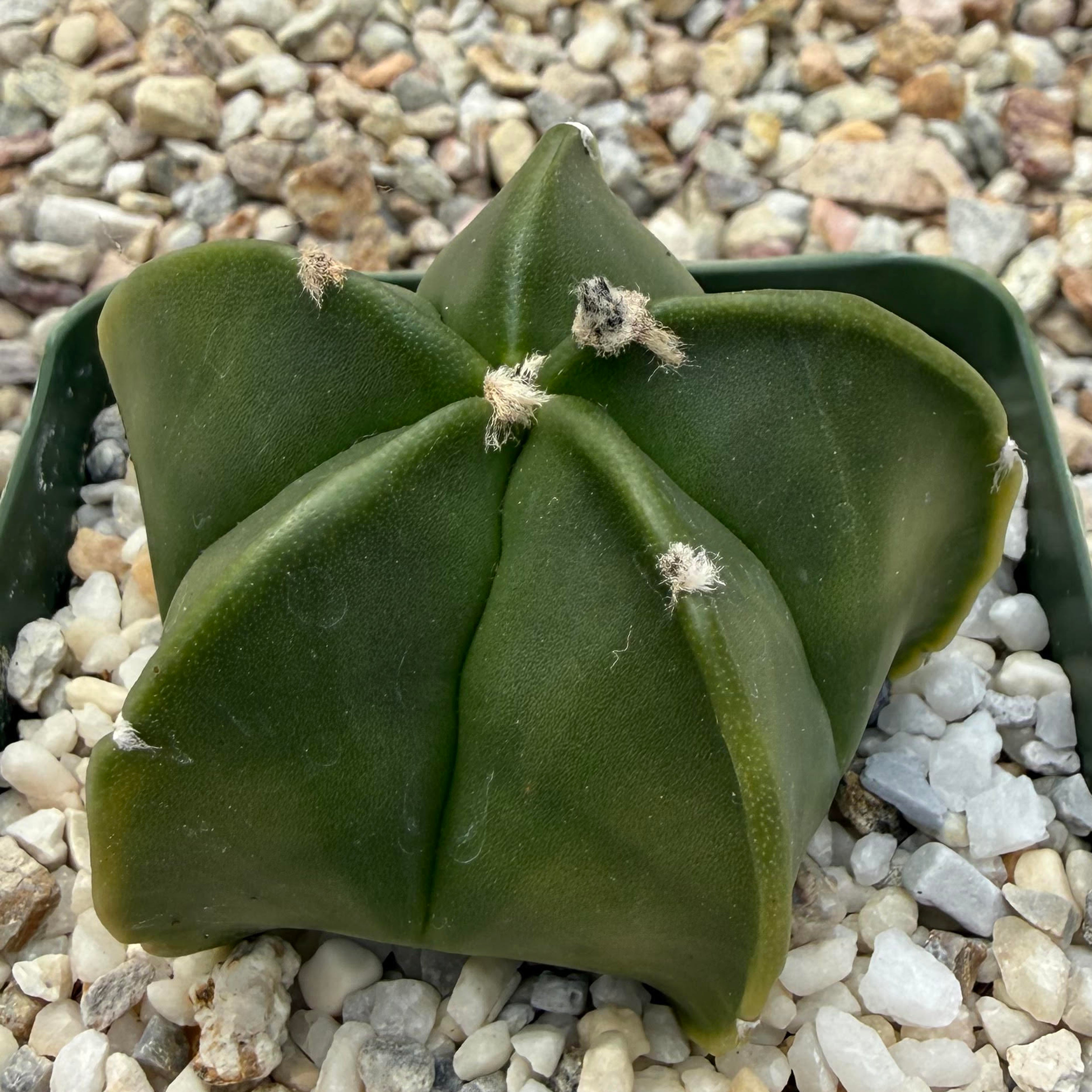 Astrophytum myriostygma var. nudum