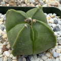 Astrophytum myriostygma var. quadricostatum nudum