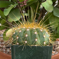 Buiningia brevicylindrica longispina