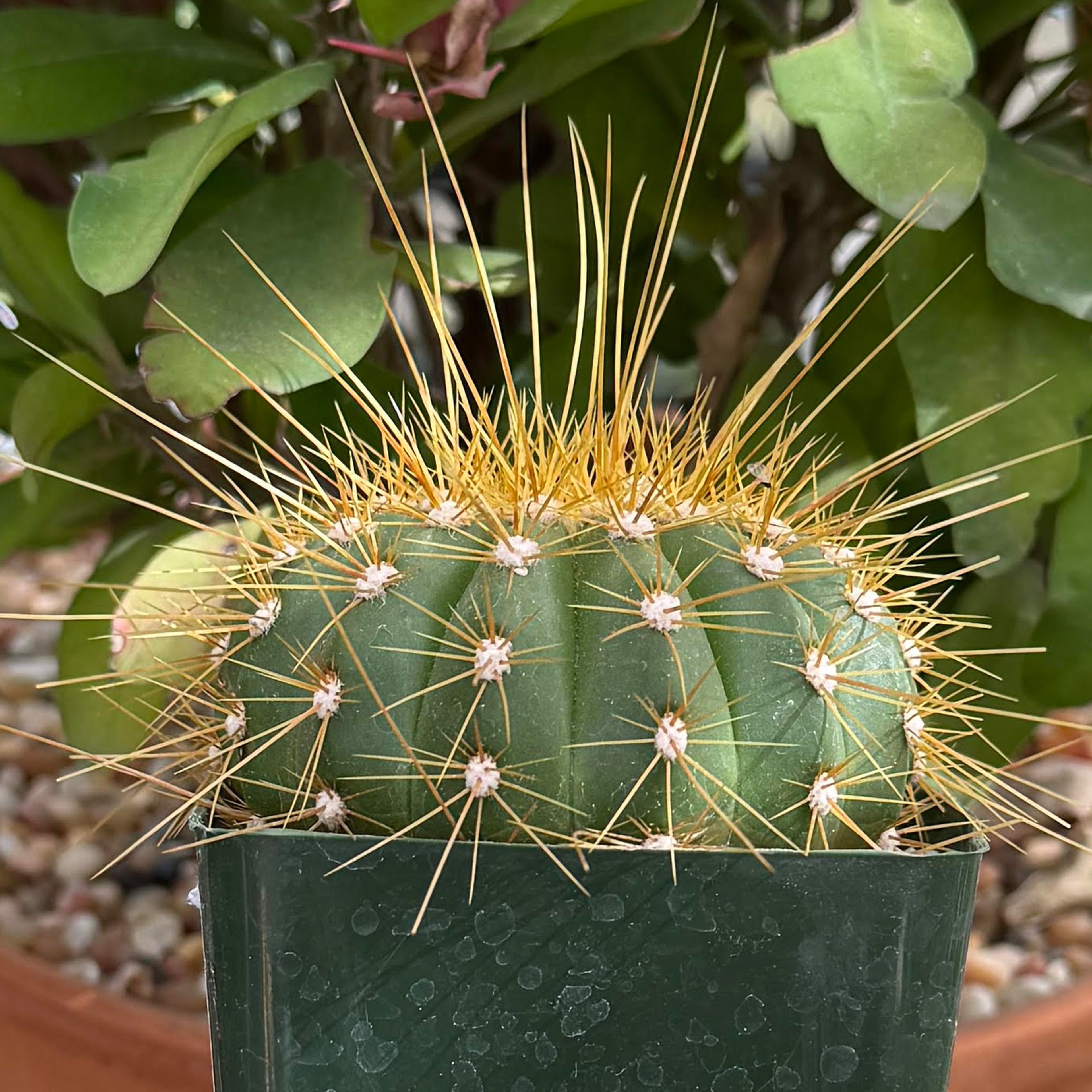 Buiningia brevicylindrica longispina