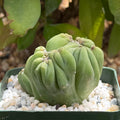 Cereus forbesii monstrose - Ming Thing