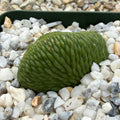 Cleistocactus winteri ssp colademononis "Monkey Tail" inermis crest