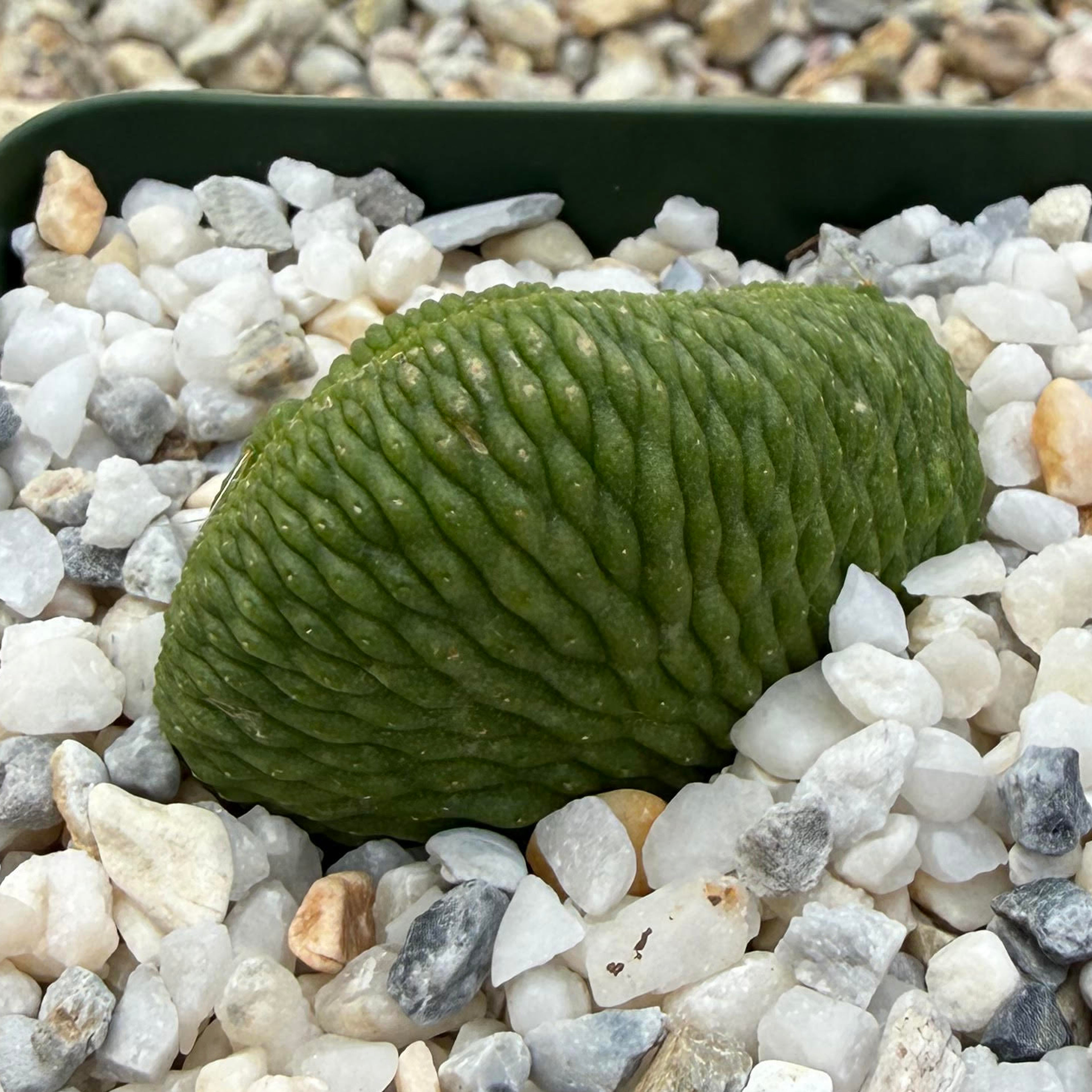 Cleistocactus winteri ssp colademononis "Monkey Tail" inermis crest
