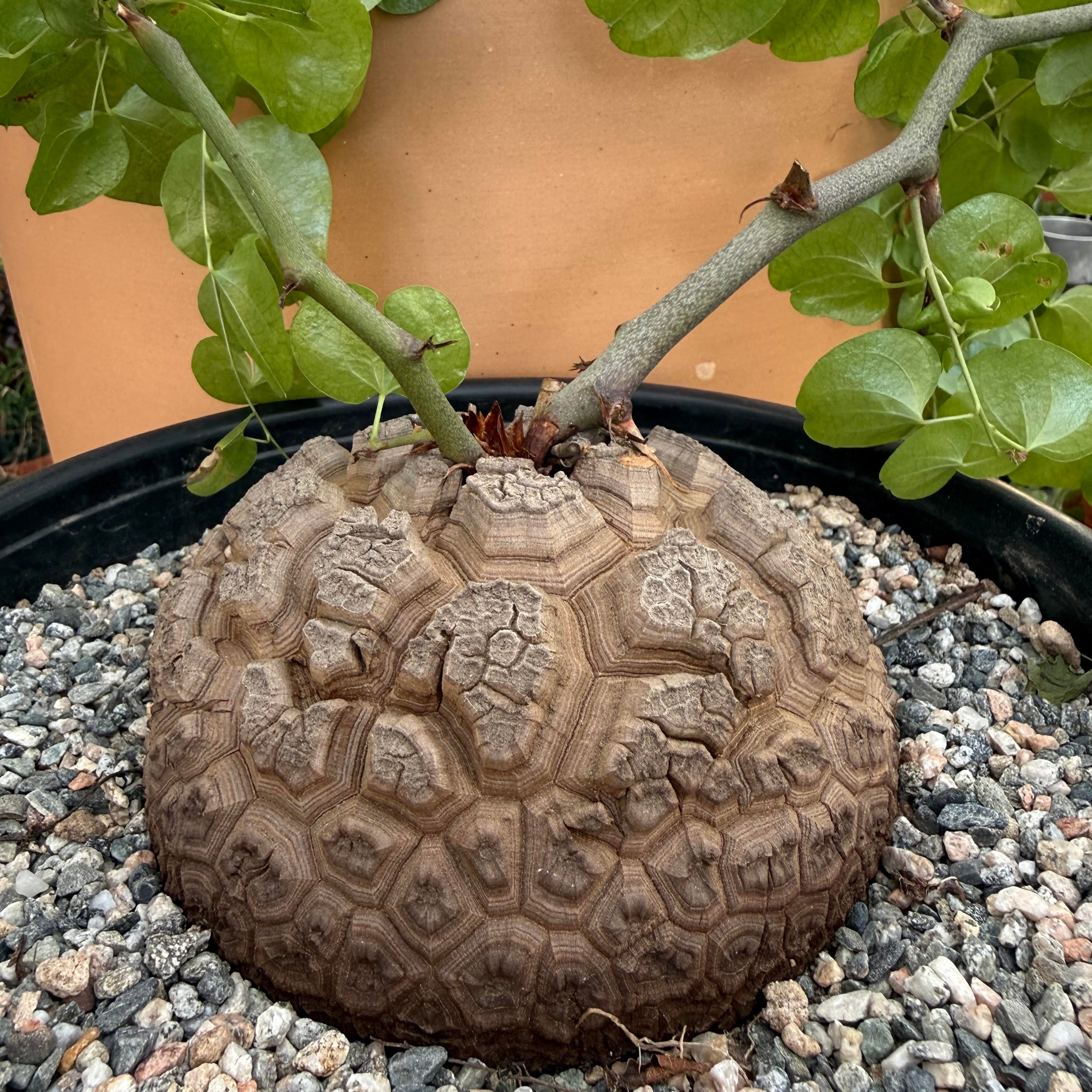 show-plant