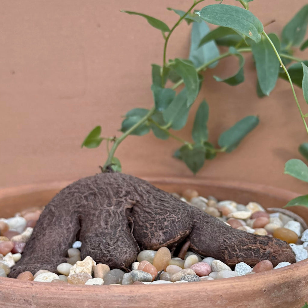 show-plant