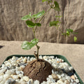 Dioscorea elephantipes