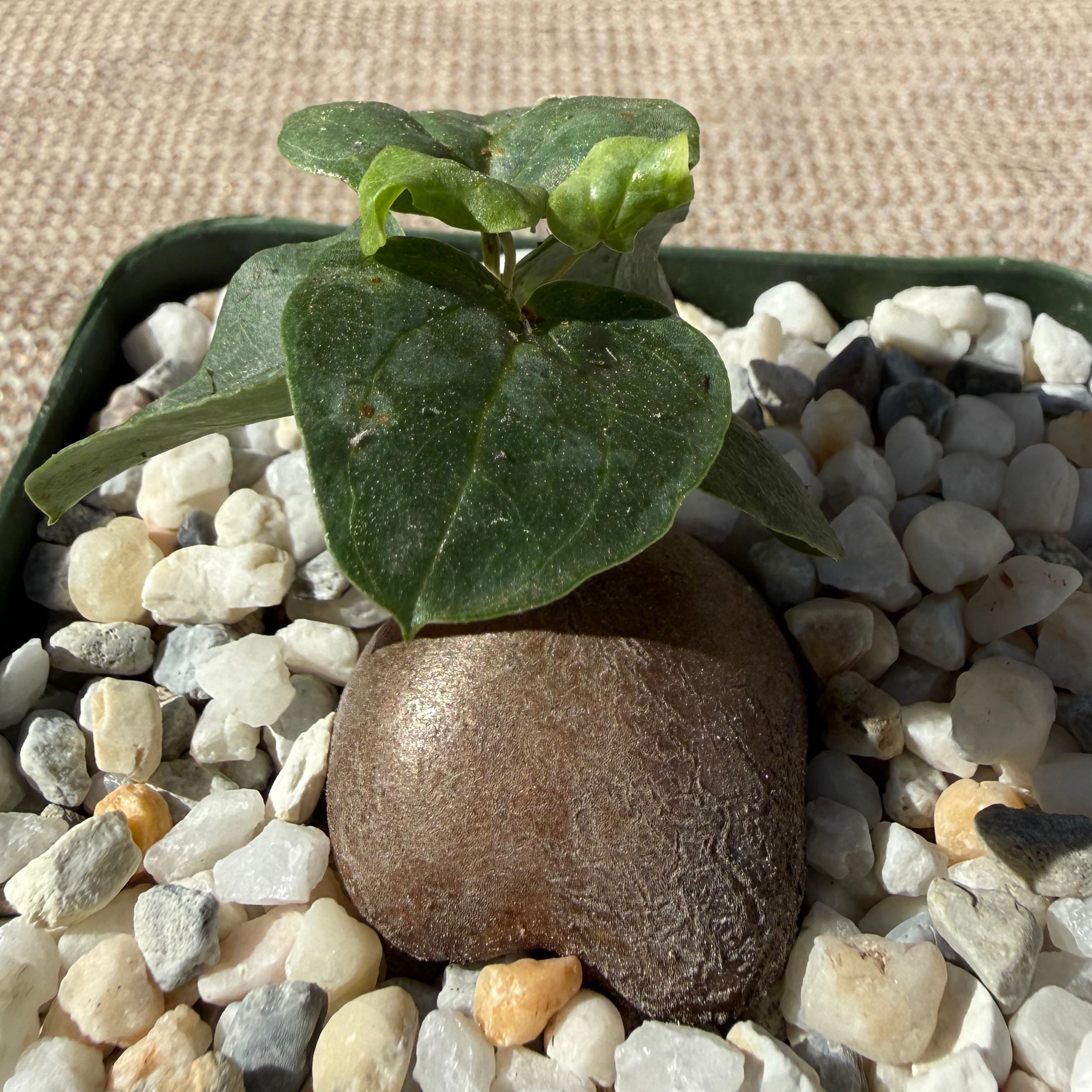 Dioscorea hemicrypta