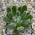 Echeveria Doris Taylor