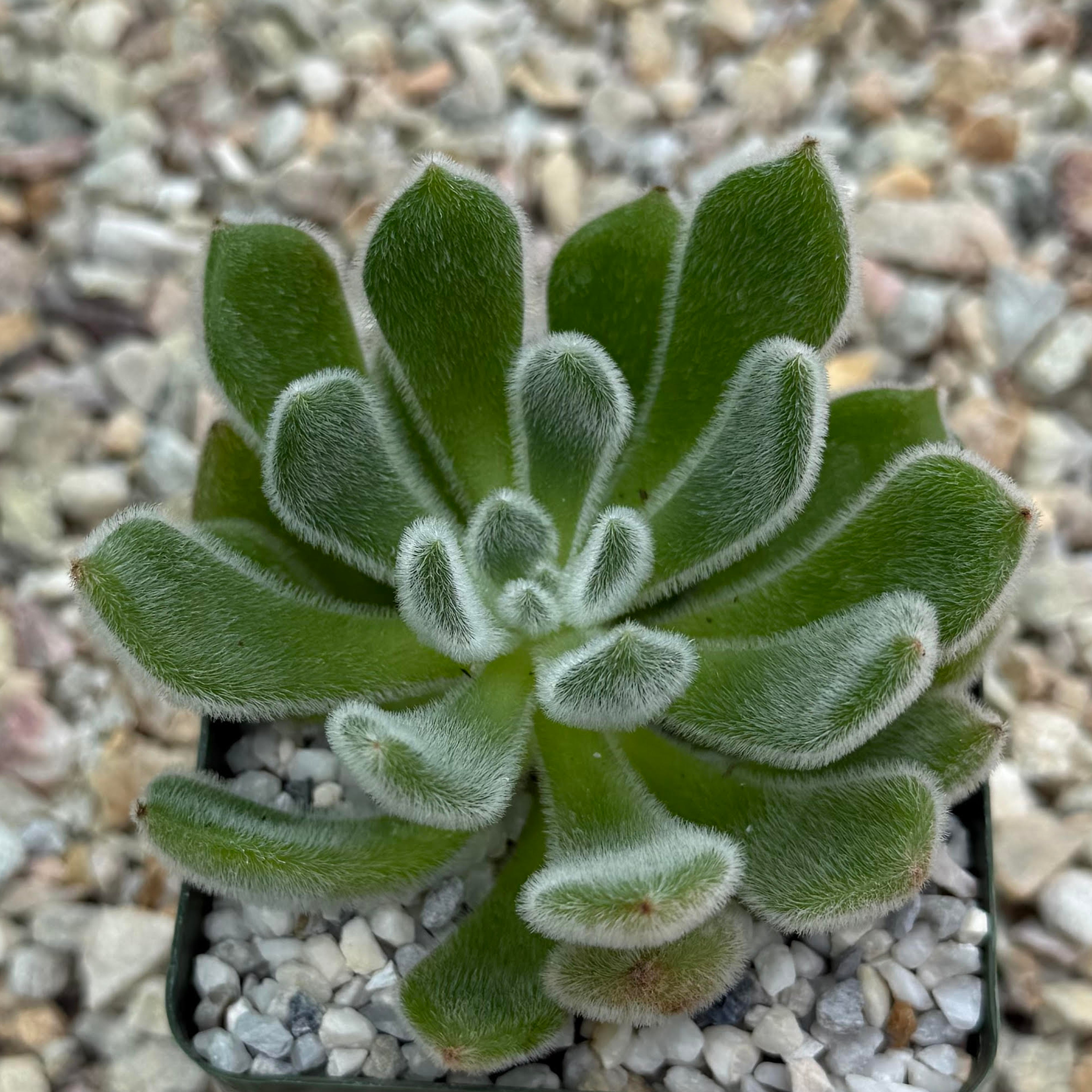 Echeveria Doris Taylor