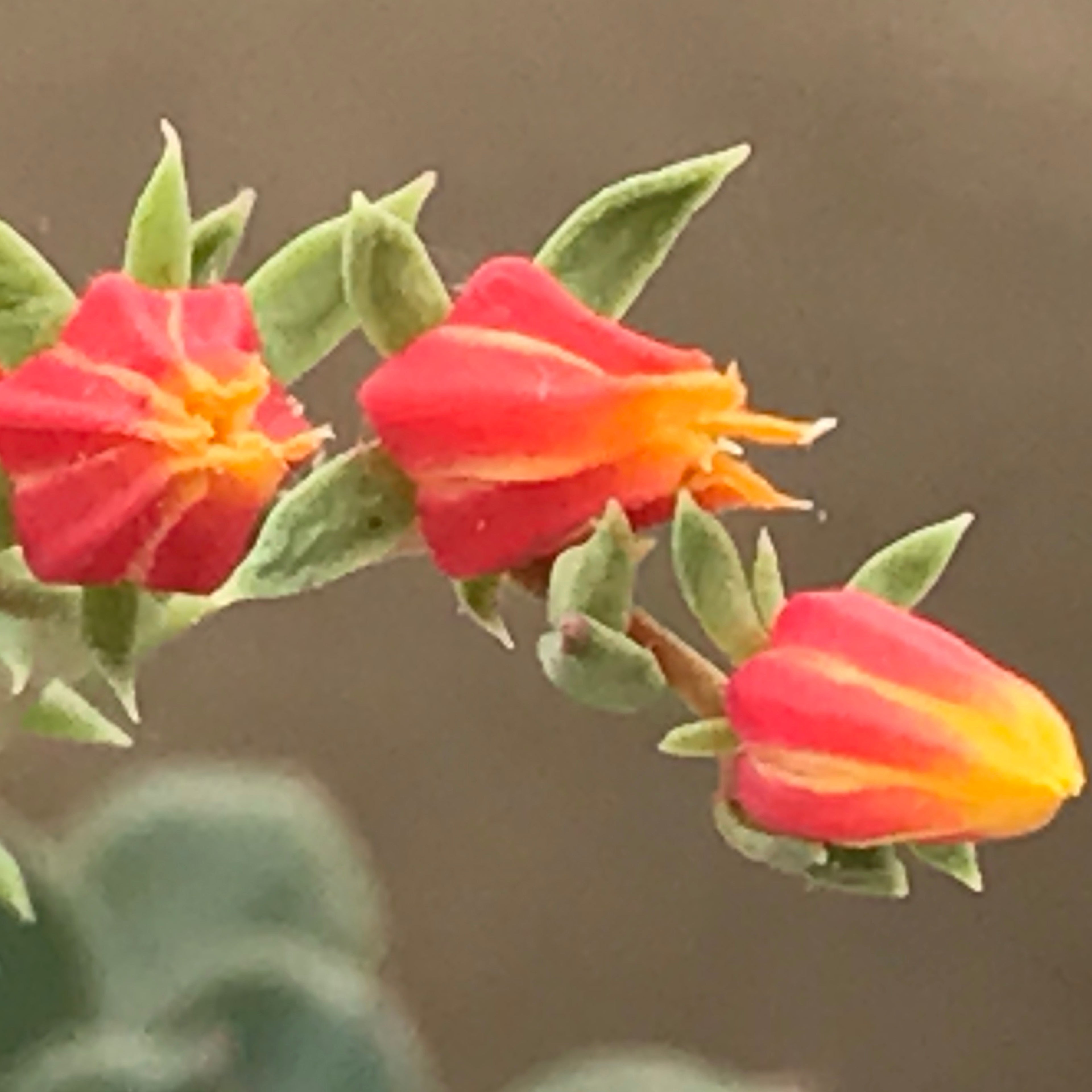Echeveria Doris Taylor