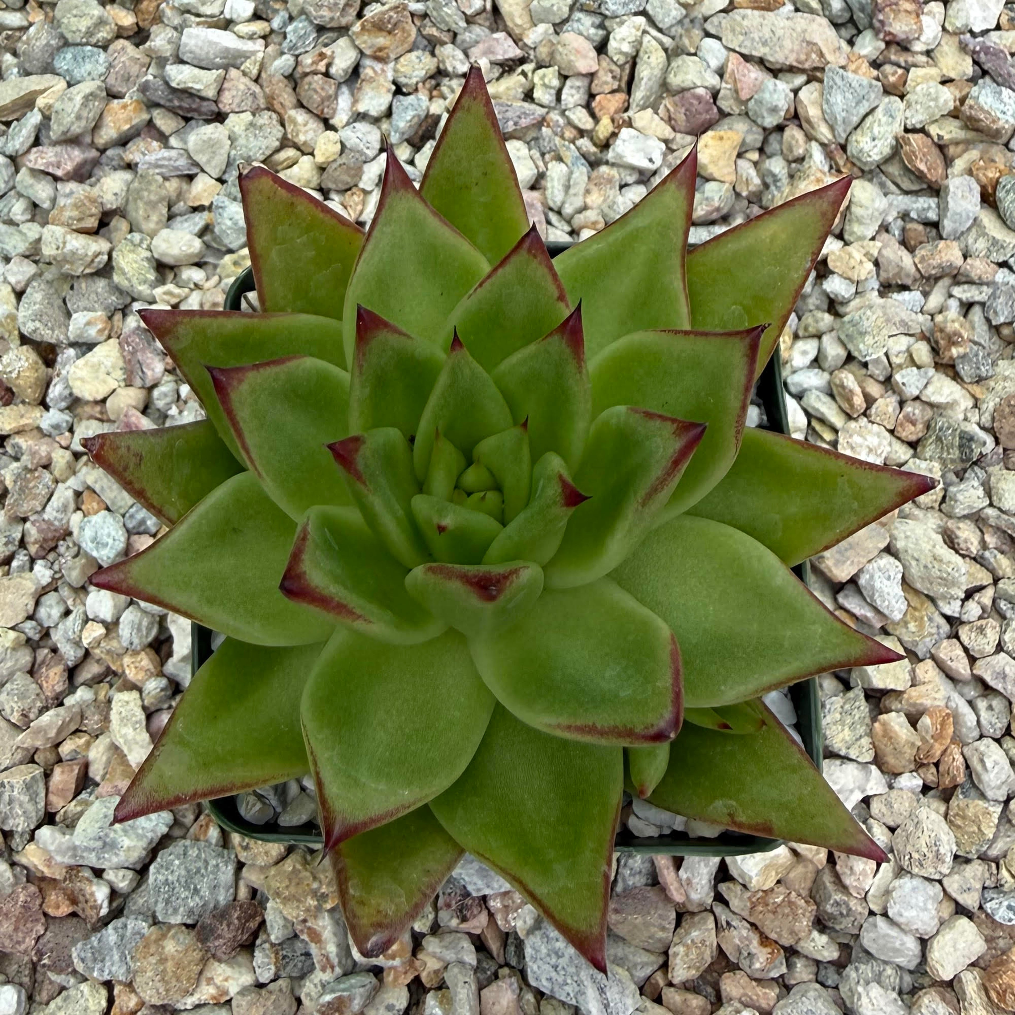 Echeveria agavoides lipstick