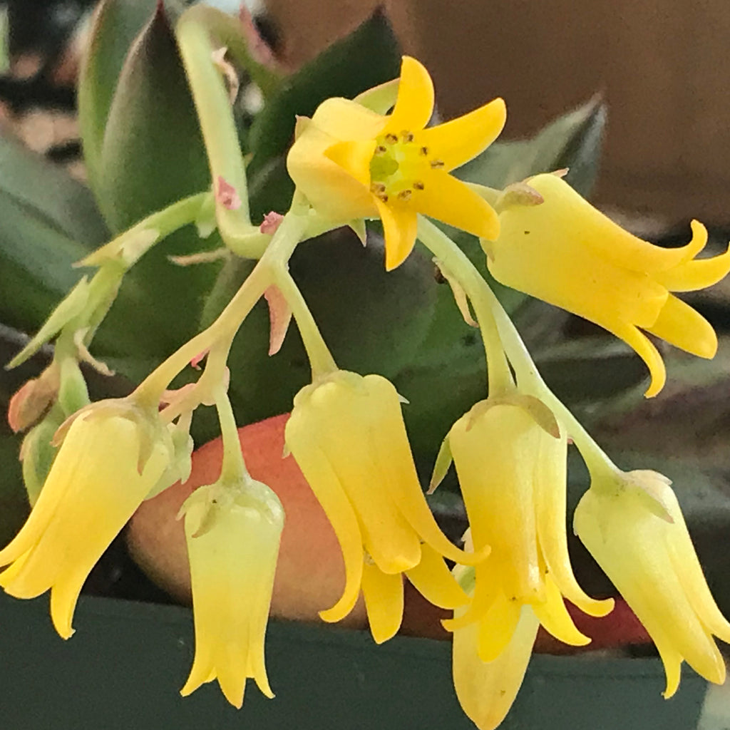 Echeveria agavoides lipstick