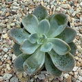 Echeveria aurora