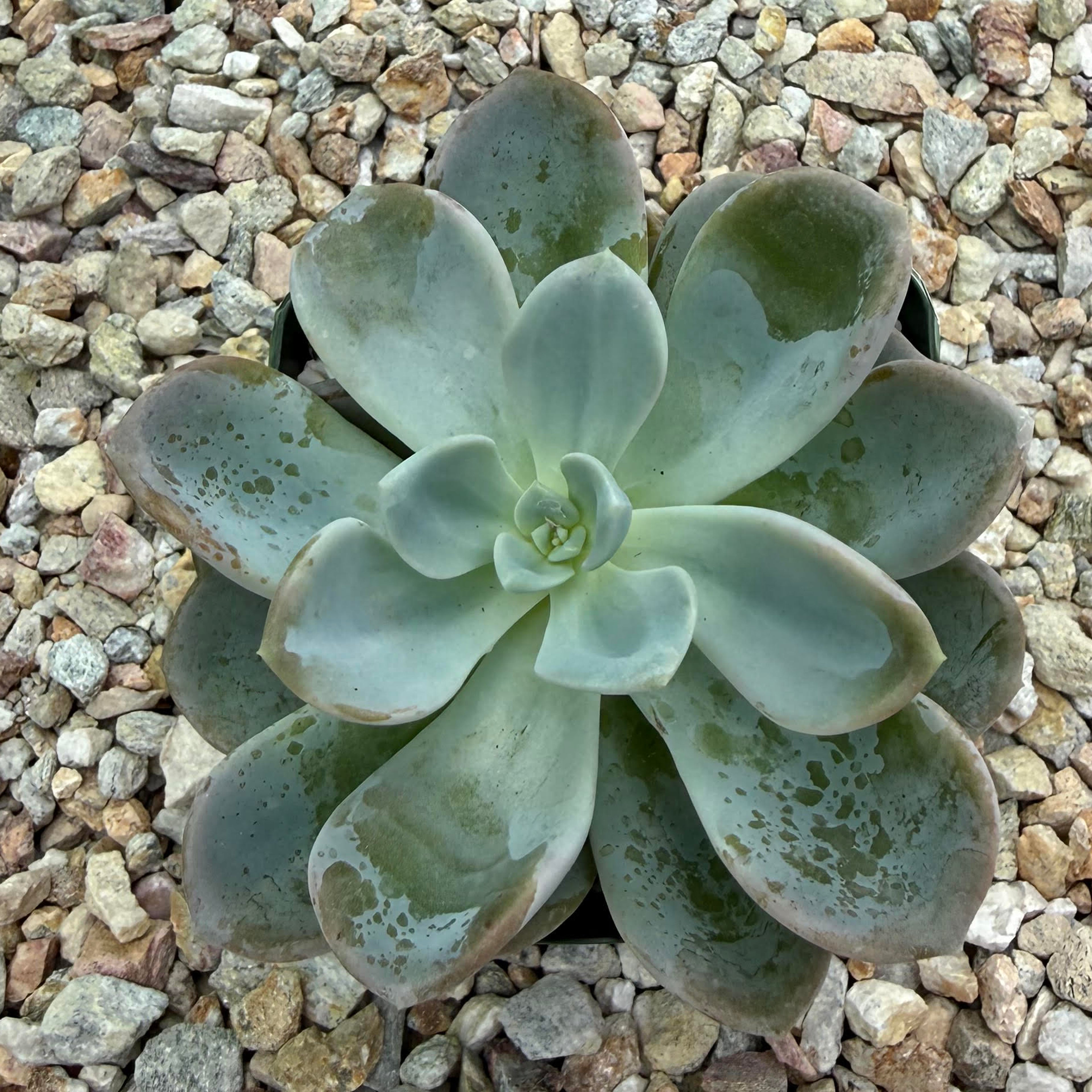 Echeveria aurora