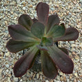 Echeveria autumn flame