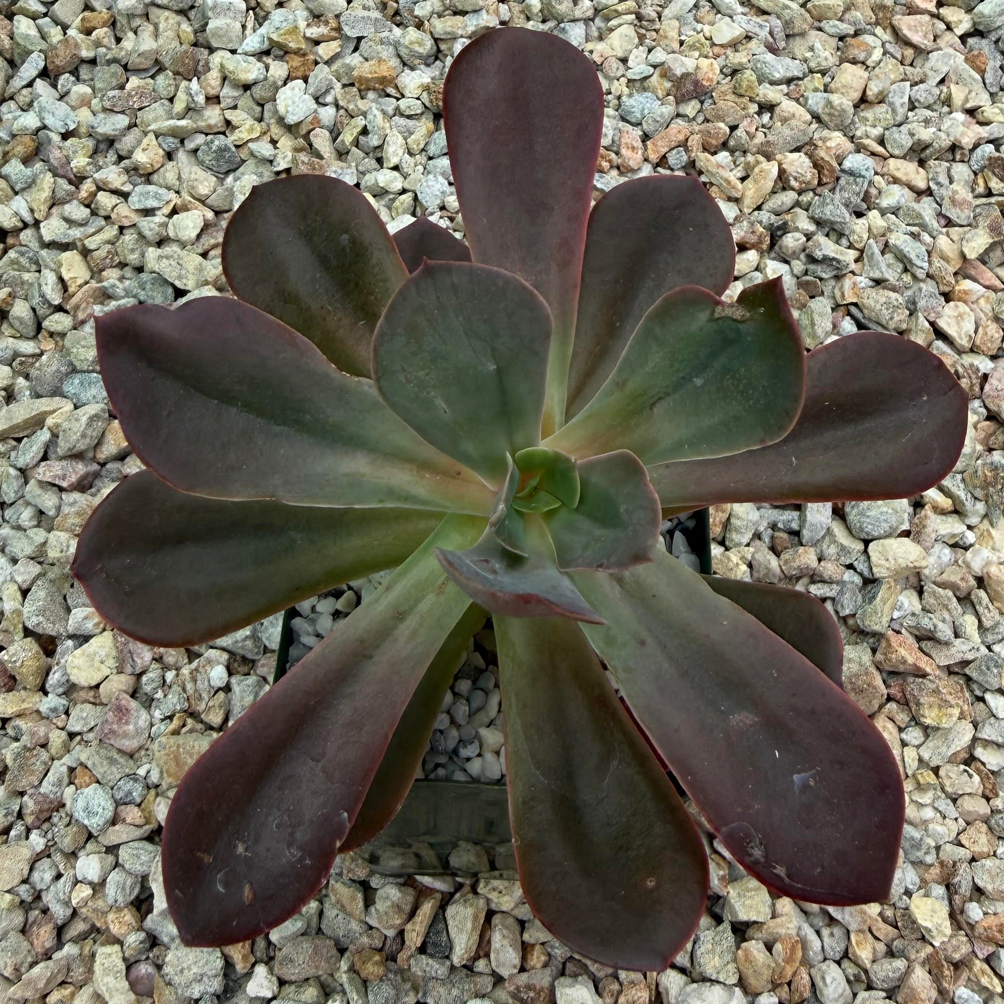 Echeveria autumn flame