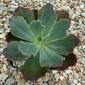 Echeveria blue curls