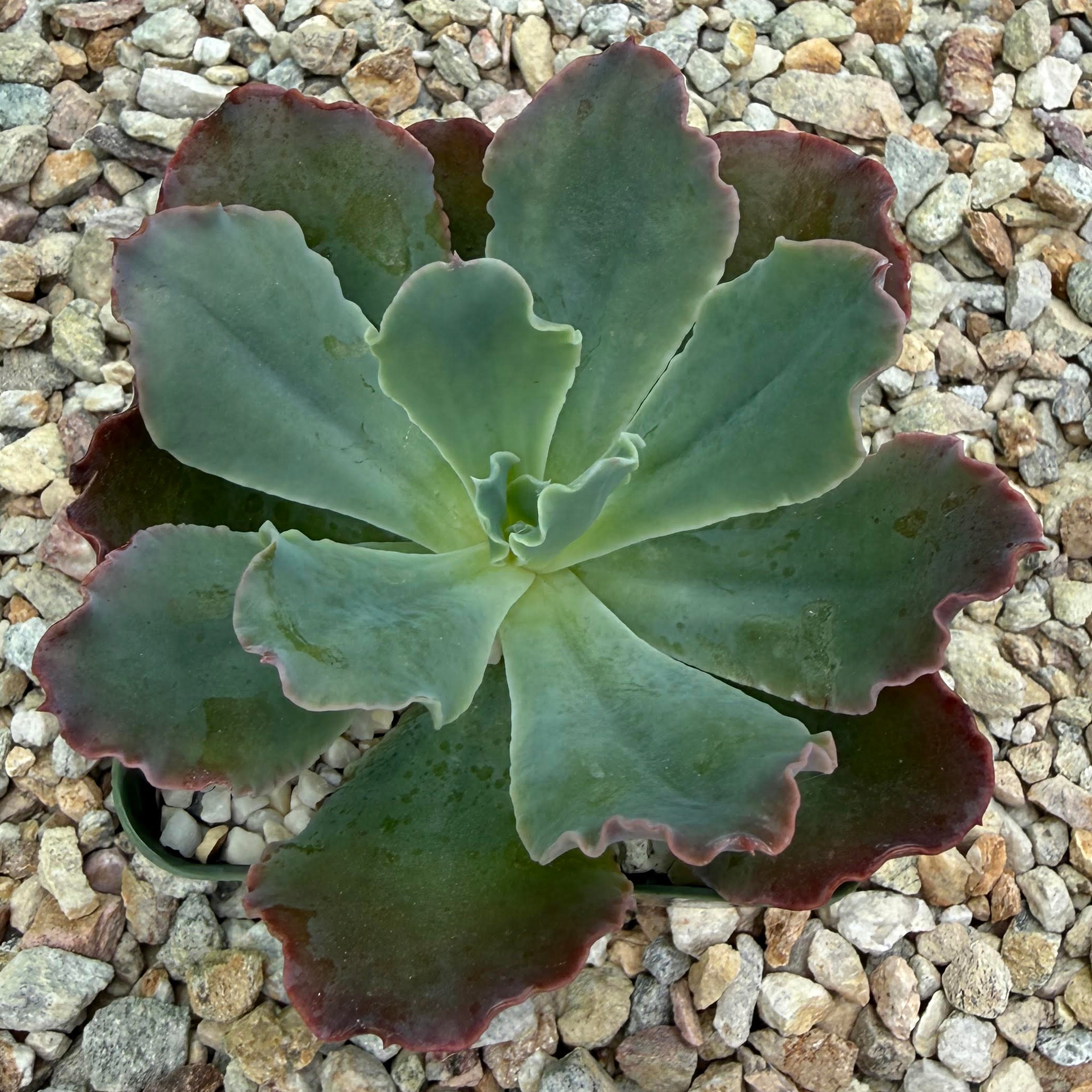 Echeveria blue curls