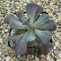 Echeveria cubic frost