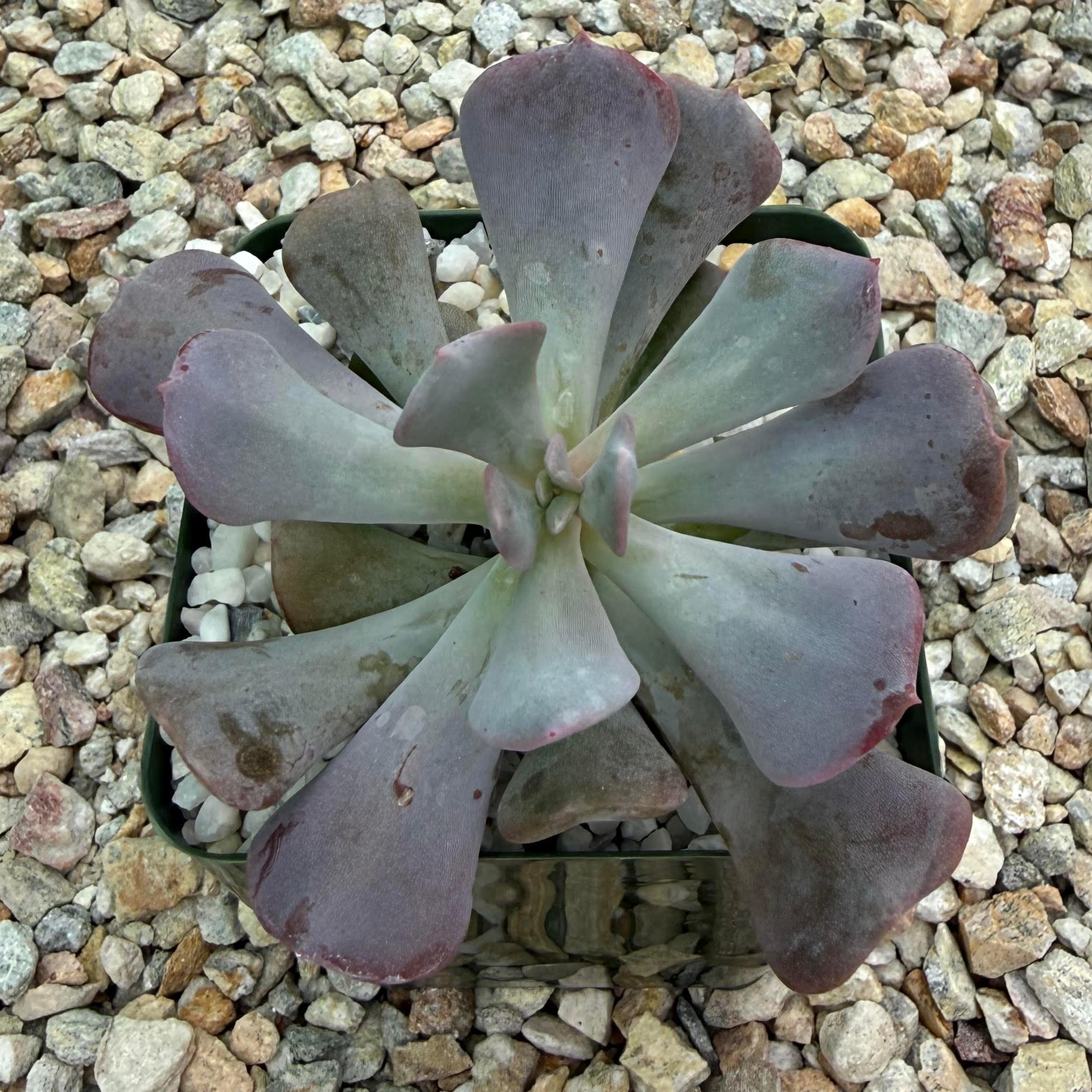 Echeveria cubic frost