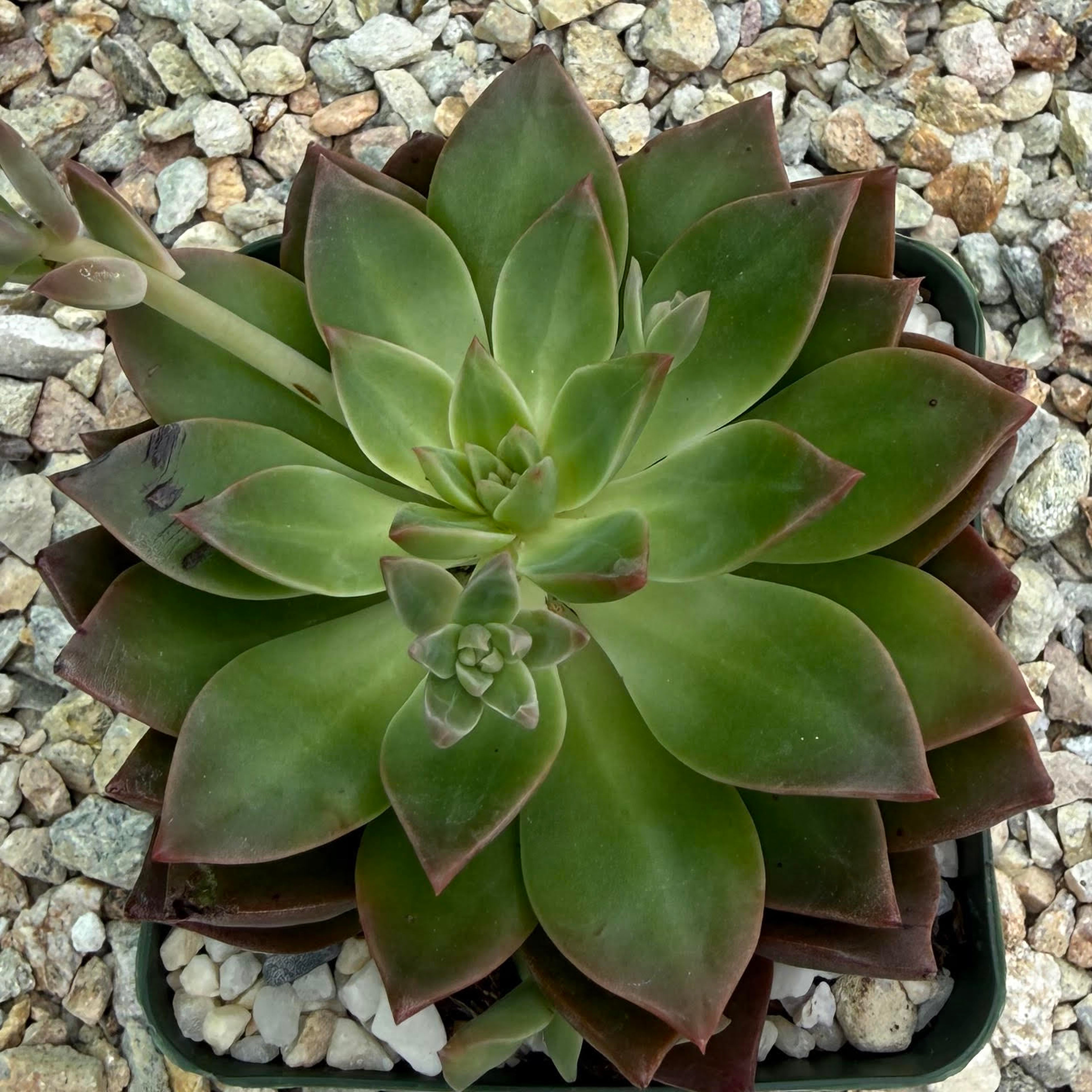 Echeveria gilva red