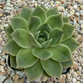 Echeveria lime and chile