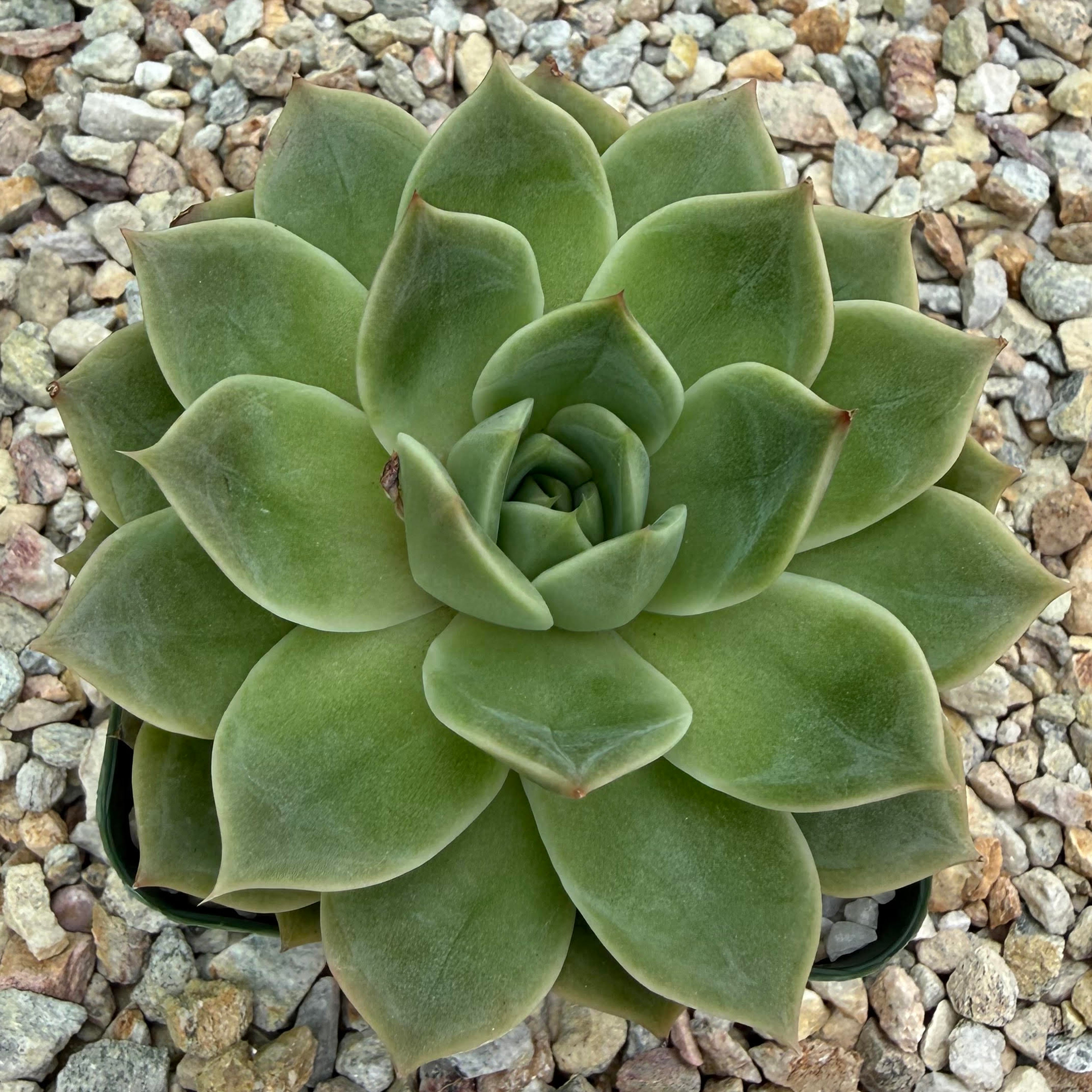 Echeveria lime and chile