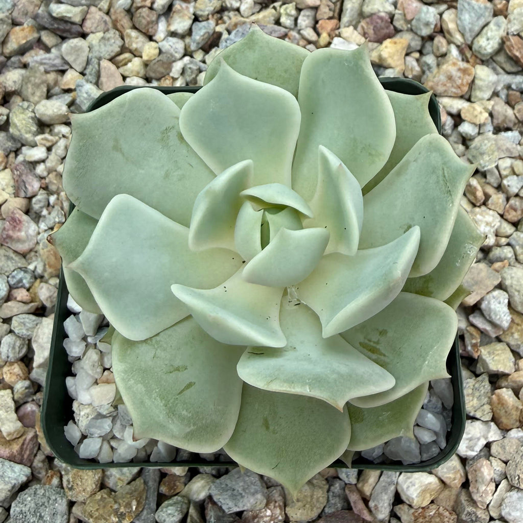 Echeveria lola