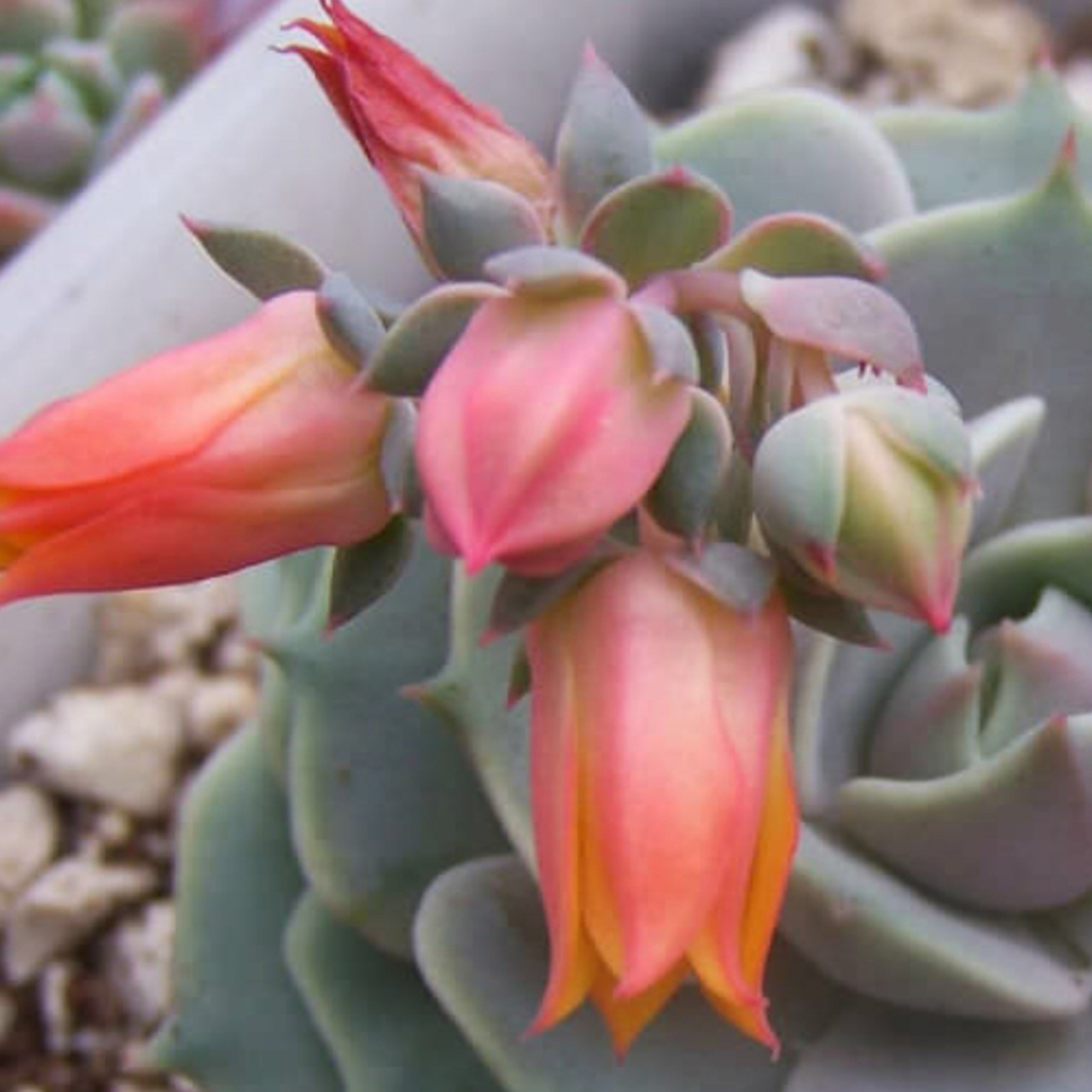 Echeveria lola