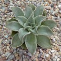 Echeveria madiba