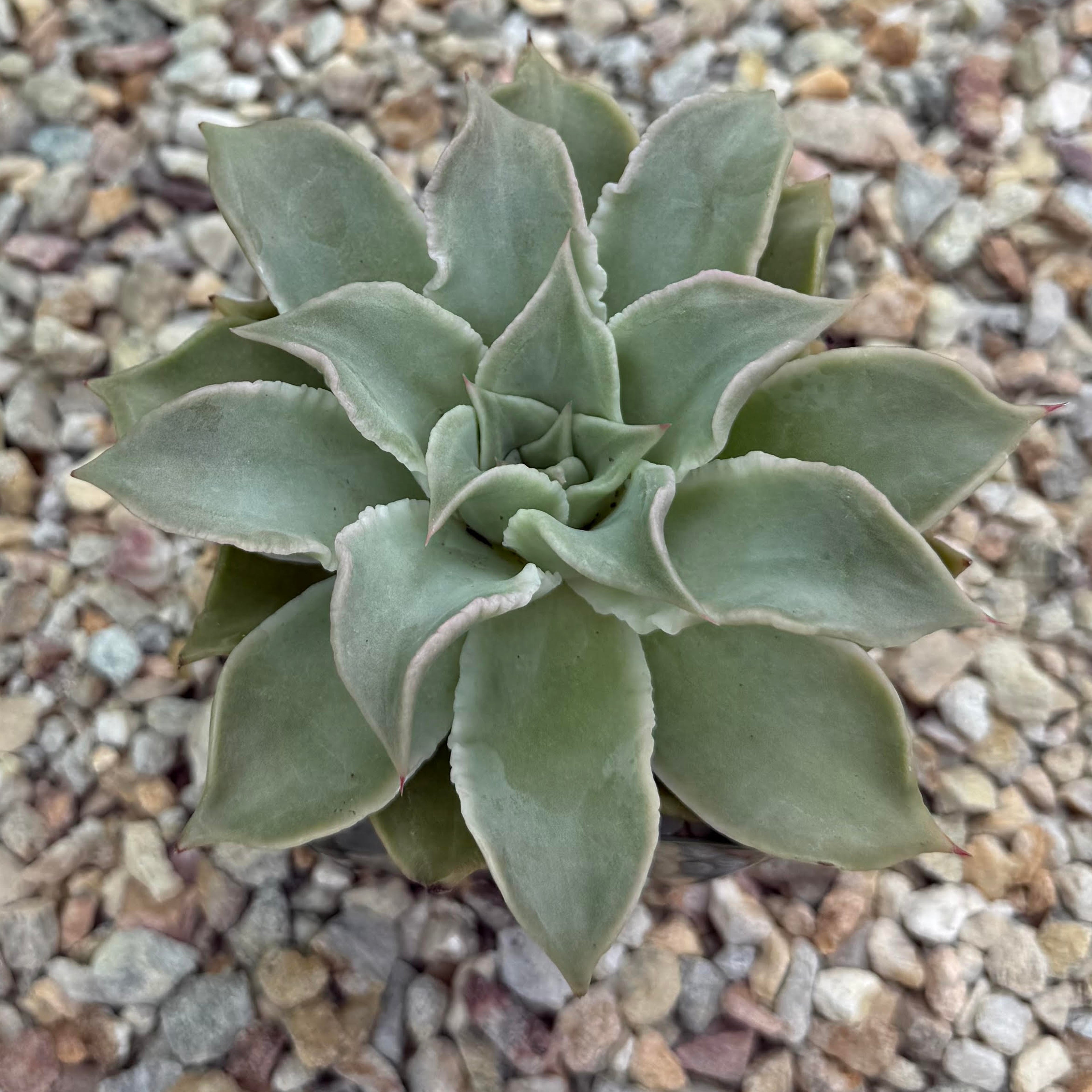 Echeveria madiba