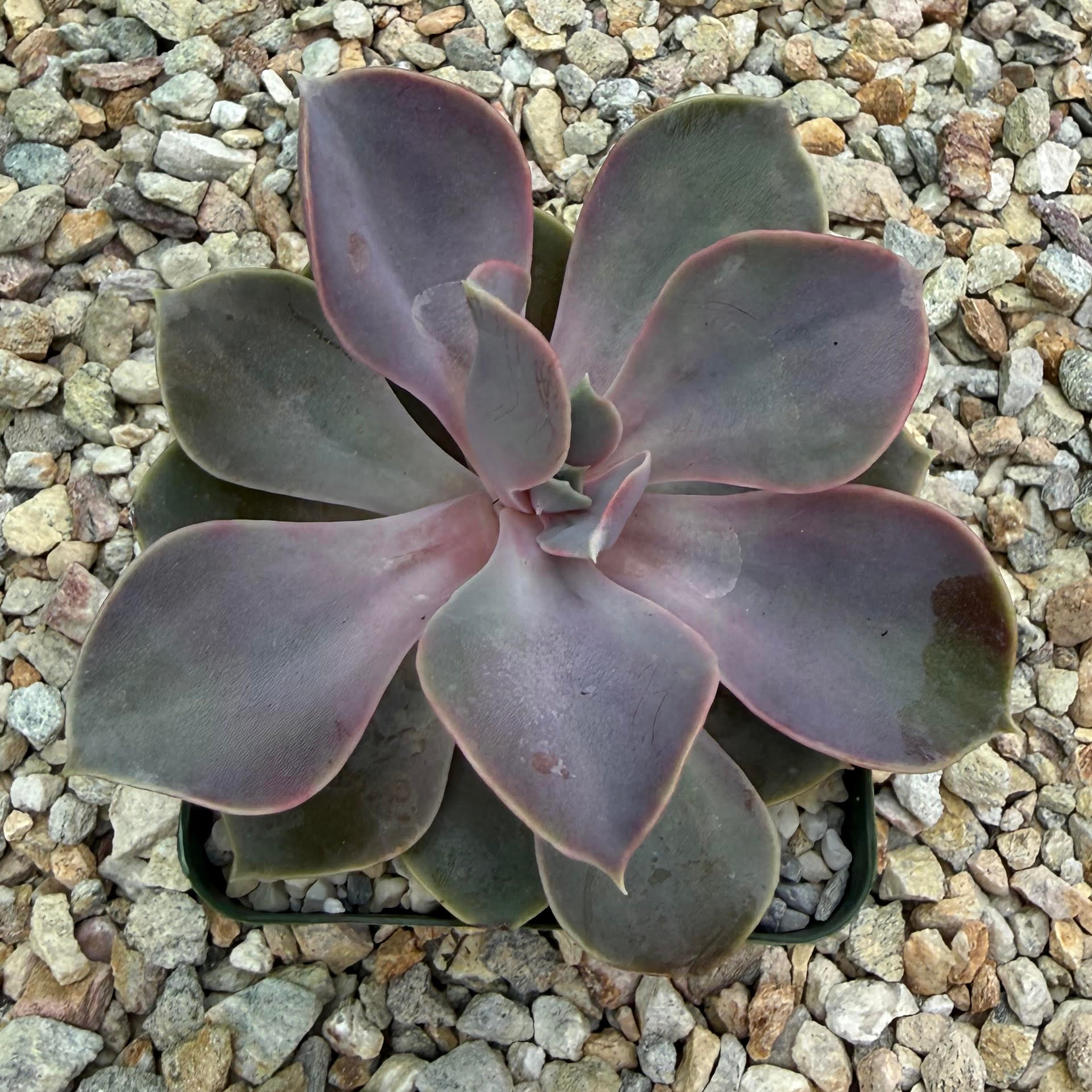 Echeveria perle von nurnberg