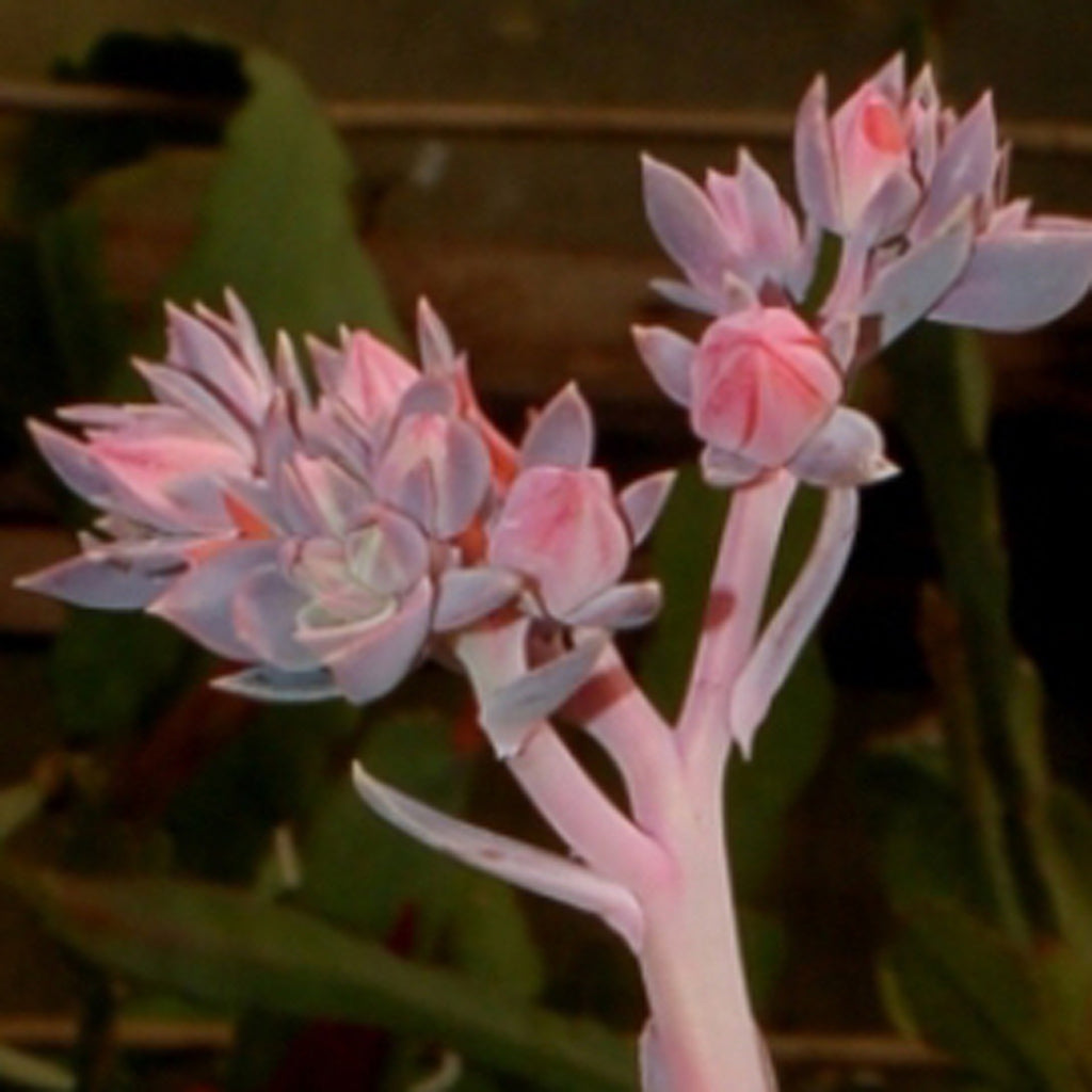 Echeveria perle von nurnberg