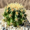 Echinocactus grusonii brevispinus
