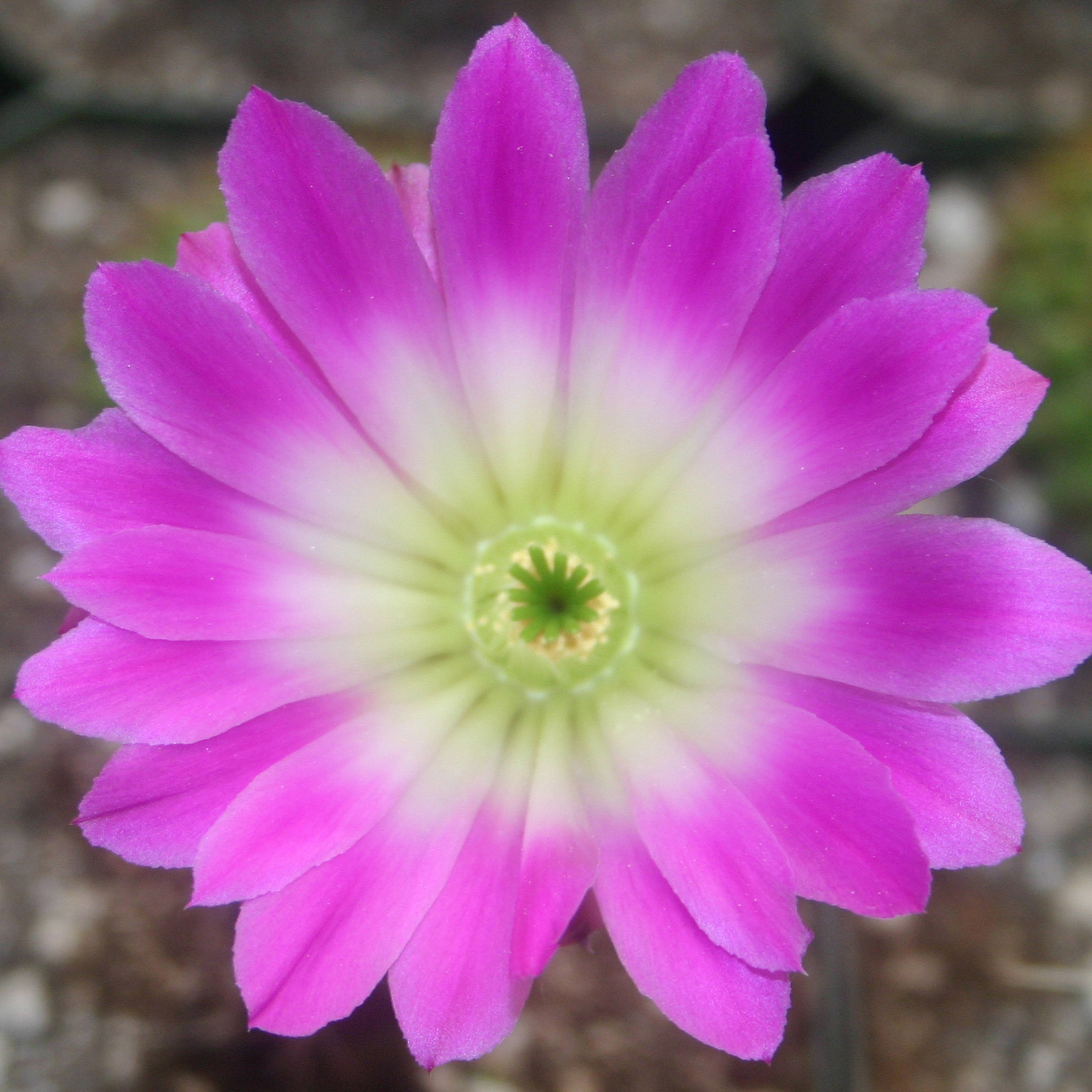 Echinocereus pectinatus rubispinus