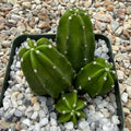 Echinocereus morricallii
