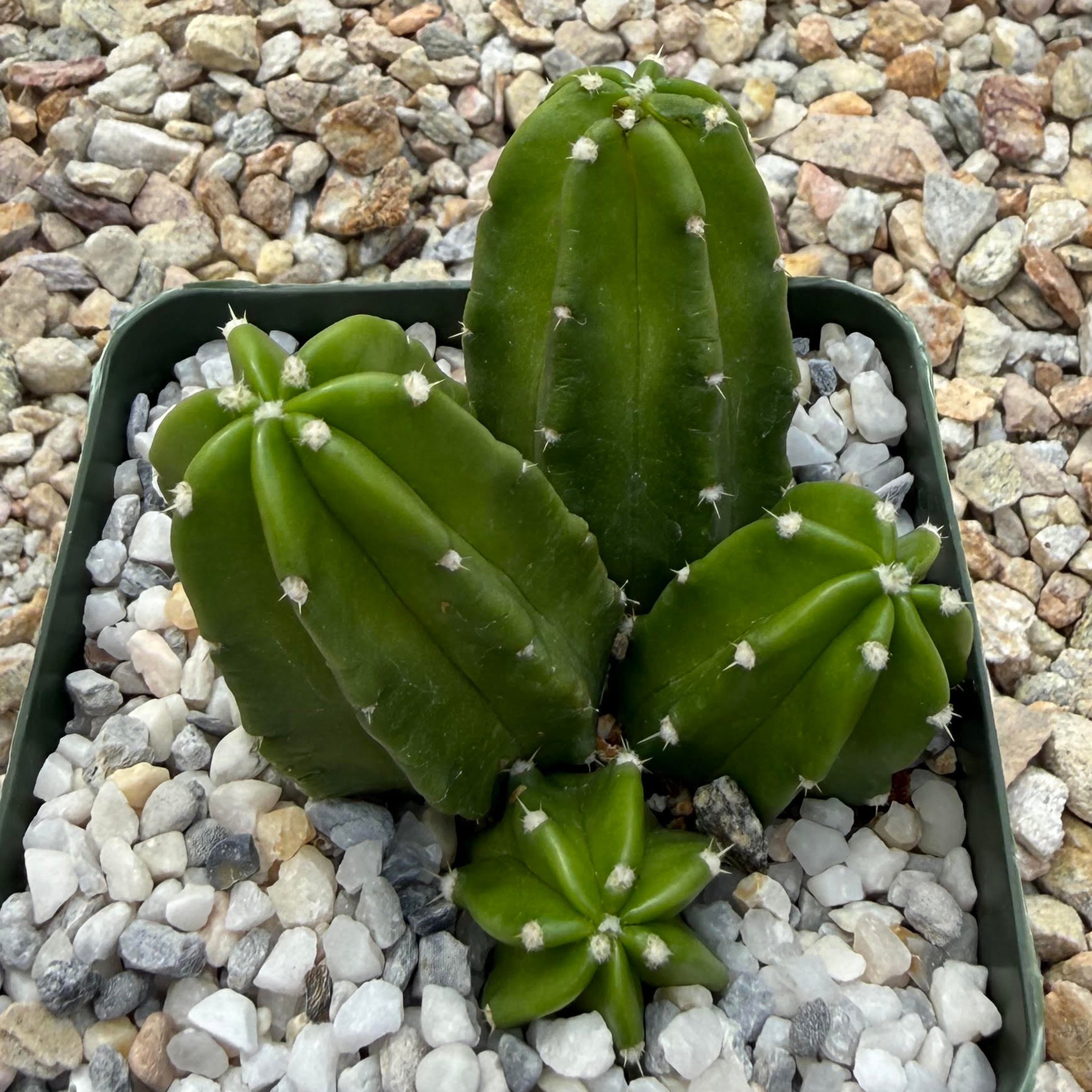 Echinocereus morricallii