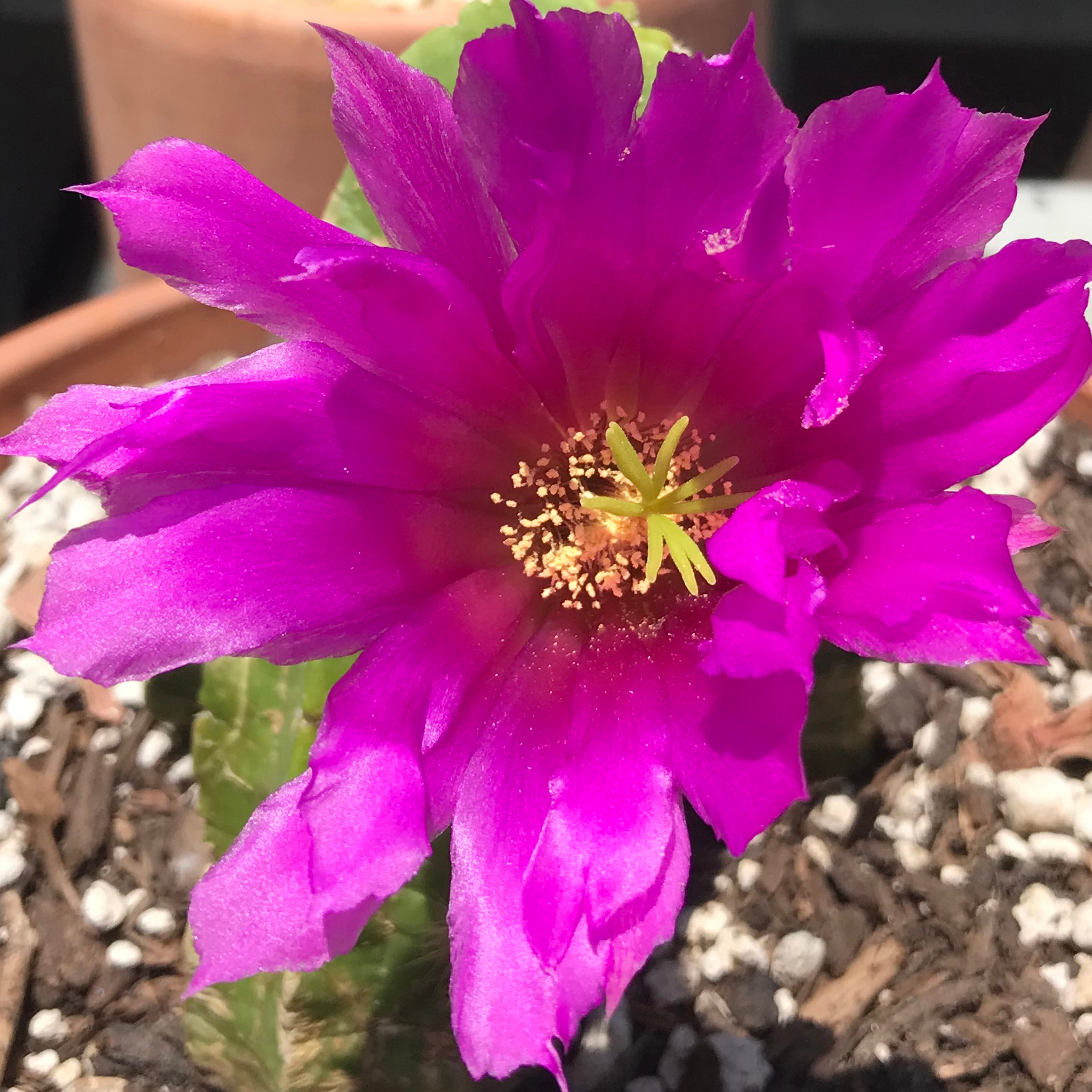 Echinocereus morricallii