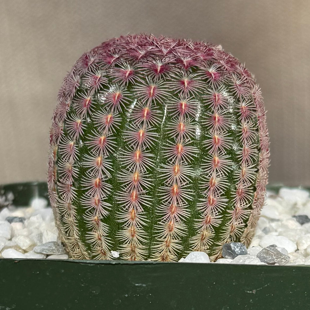 Echinocereus pectinatus rubispinus