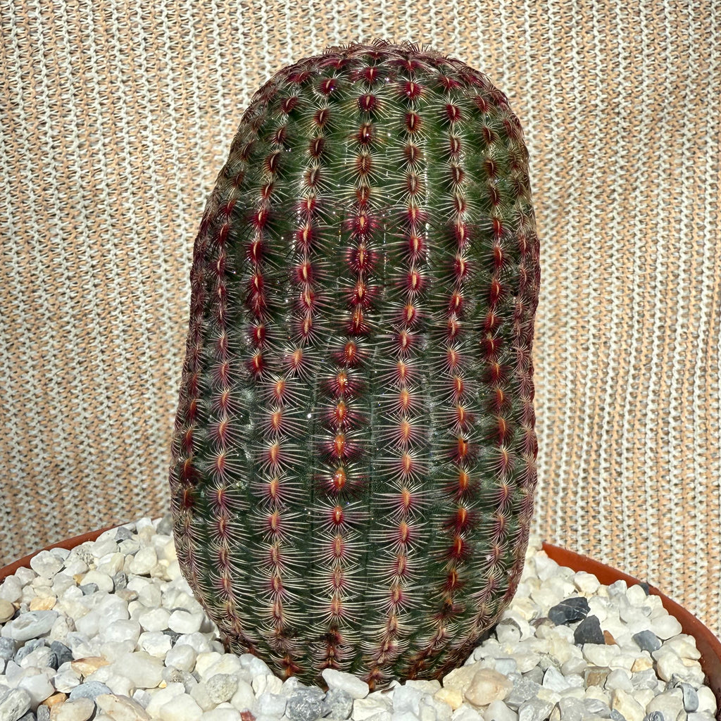 Echinocereus pectinatus rubispinus
