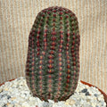 Echinocereus pectinatus rubispinus
