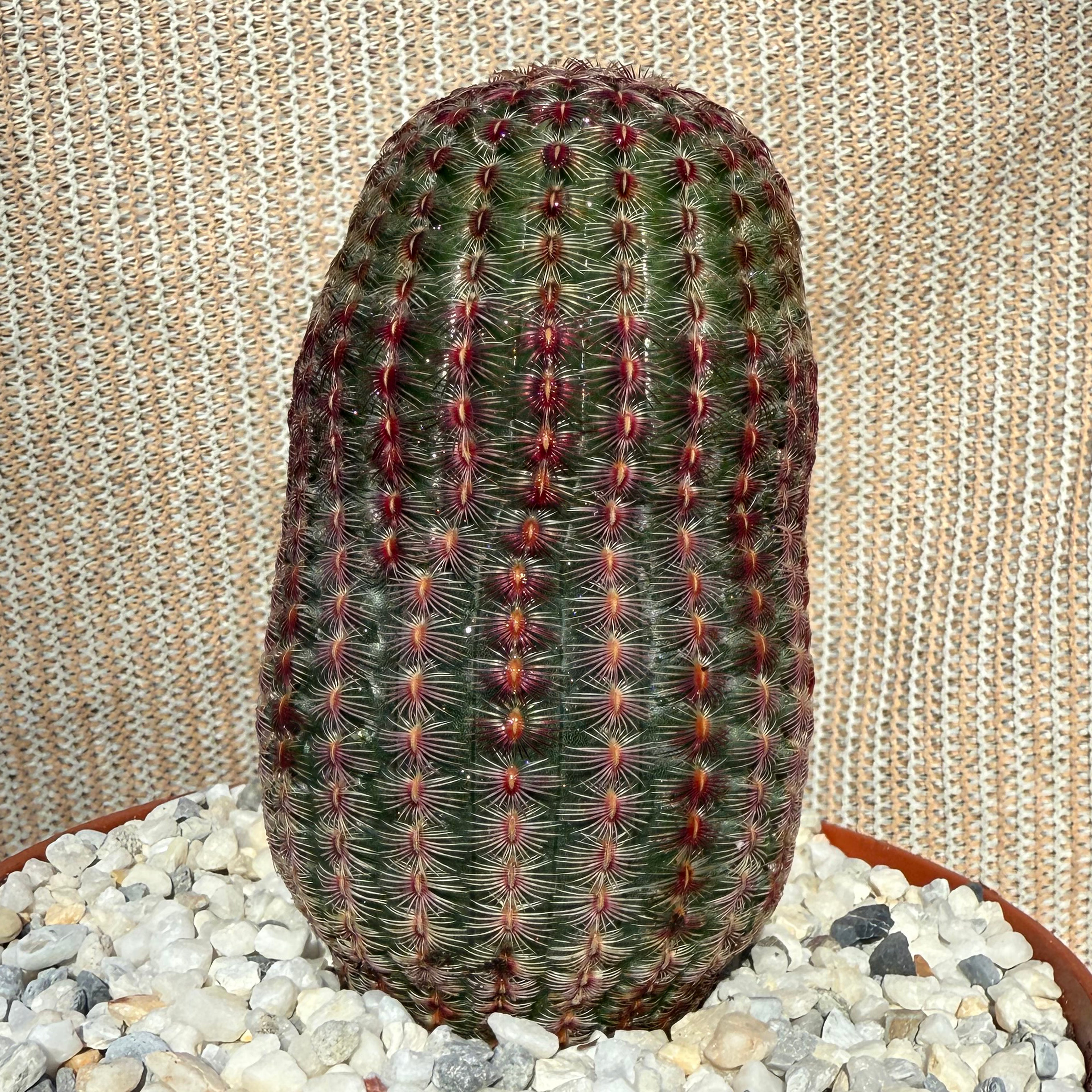 Echinocereus pectinatus rubispinus
